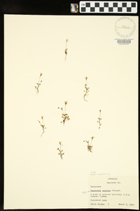 Houstonia pusilla image