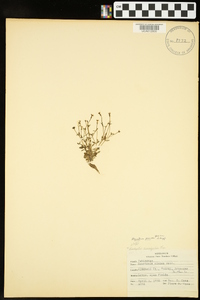 Houstonia pusilla image