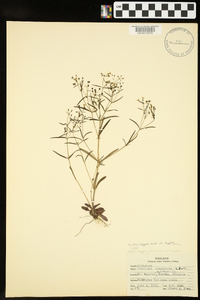 Houstonia longifolia image