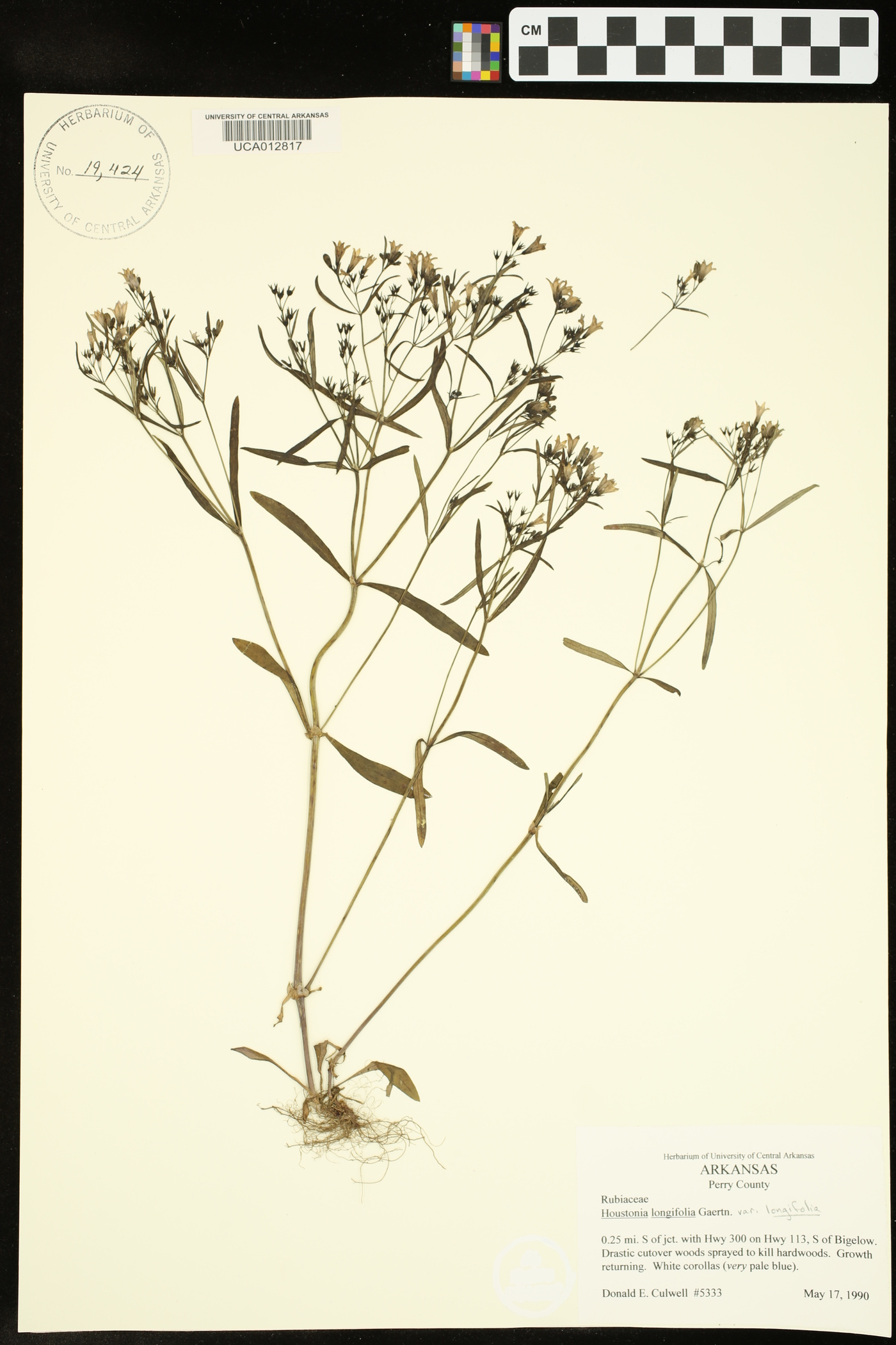 Houstonia longifolia var. longifolia image