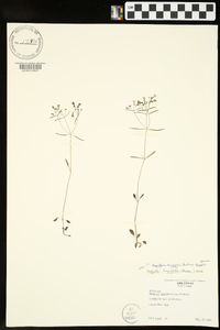 Houstonia longifolia image