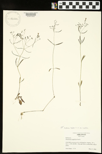 Houstonia longifolia image