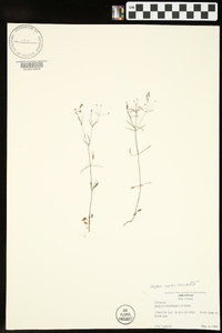 Houstonia ouachitana image