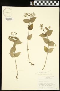 Houstonia purpurea image