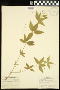 Galium latifolium image