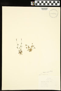 Houstonia pusilla image