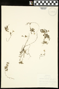 Houstonia procumbens image