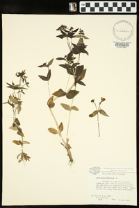 Houstonia purpurea image