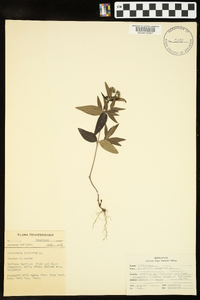 Houstonia purpurea image