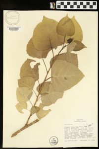 Populus deltoides subsp. deltoides image