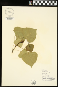 Populus deltoides subsp. deltoides image