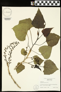 Populus deltoides subsp. deltoides image