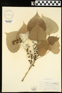 Populus deltoides subsp. deltoides image