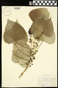 Populus deltoides subsp. deltoides image