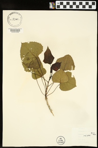 Populus deltoides subsp. deltoides image