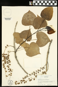 Populus deltoides subsp. deltoides image