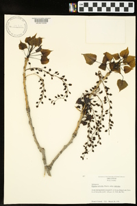 Populus deltoides subsp. deltoides image