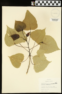 Populus deltoides subsp. deltoides image