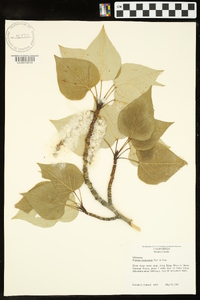 Populus trichocarpa image