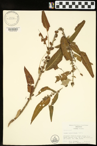 Salix caroliniana image