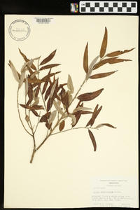 Salix caroliniana image