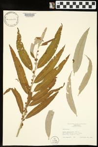 Salix caroliniana image