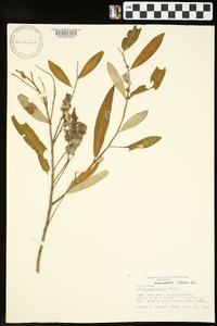 Salix caroliniana image