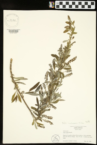 Salix caroliniana image