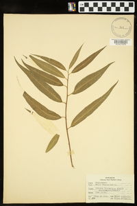 Salix babylonica image