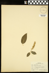 Salix lucida image