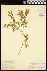 Buckleya distichophylla image