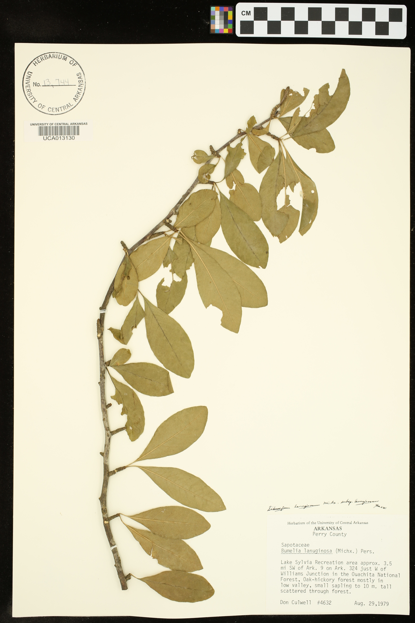 Sideroxylon lanuginosum subsp. lanuginosum image