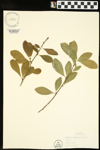 Sideroxylon lanuginosum image