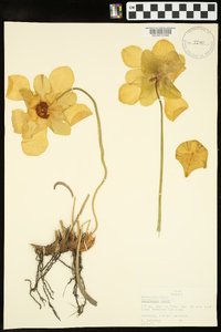 Sarracenia flava image