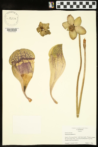 Sarracenia purpurea image