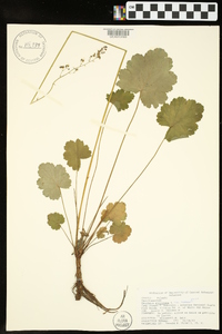 Heuchera americana var. americana image