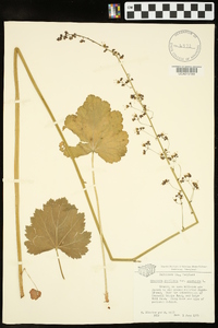 Heuchera americana var. americana image