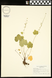 Mitella caulescens image