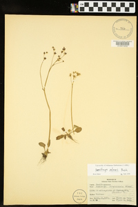 Saxifraga palmeri image