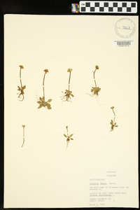 Saxifraga texana image