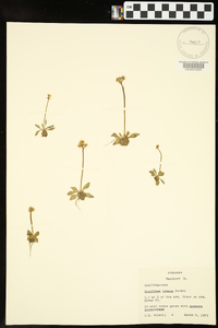 Saxifraga texana image