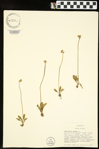 Saxifraga texana image