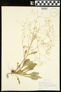 Micranthes virginiensis image