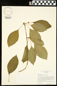 Schisandra glabra image