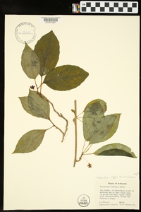 Schisandra glabra image