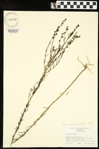 Agalinis fasciculata image