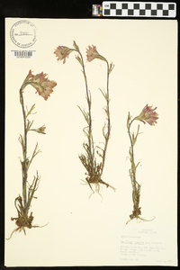 Castilleja coccinea image