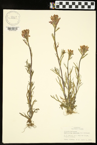 Castilleja coccinea image