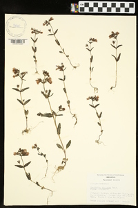 Collinsia violacea image