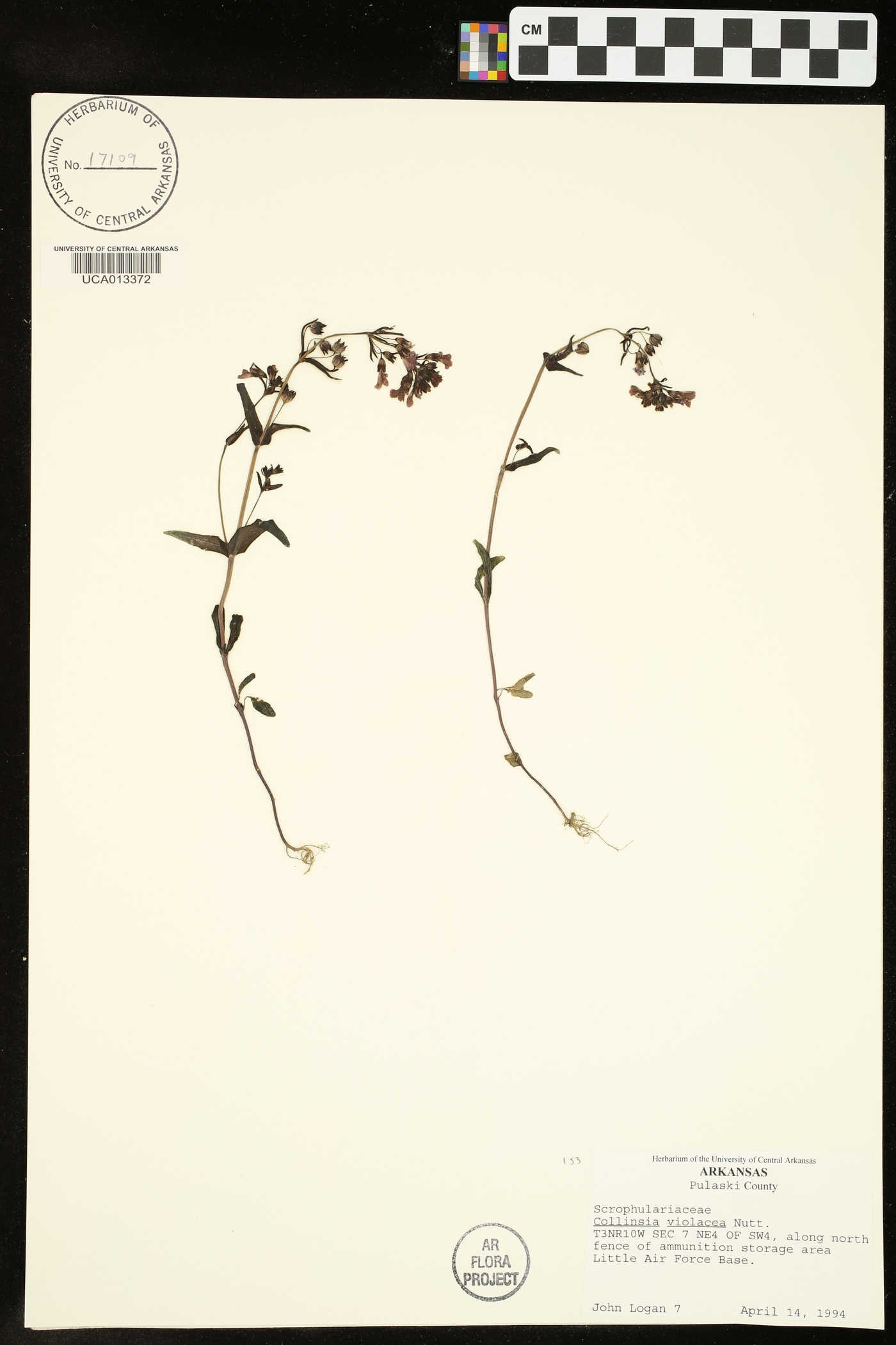 Collinsia violacea image